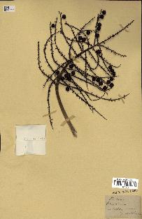 spécimen de Thrinax sp.