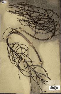 spécimen de Thrinax sp.