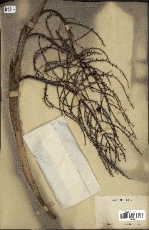 spécimen de Thrinax sp.