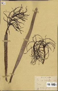 spécimen de Thrinax parviflora