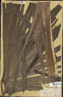 spécimen de Thrinax parviflora