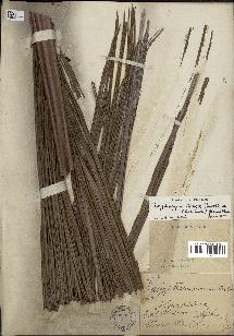 spécimen de Calyptrogyne dulcis