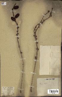 spécimen de Phoenix sylvestris
