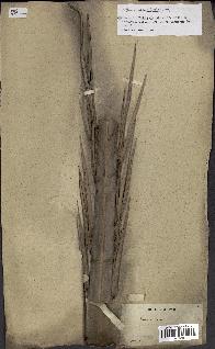 spécimen de Phoenix sylvestris