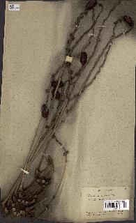 spécimen de Phoenix sylvestris