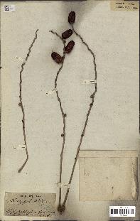 spécimen de Phoenix sylvestris