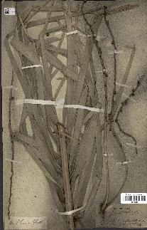 spécimen de Phoenix sylvestris