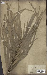 spécimen de Phoenix sylvestris