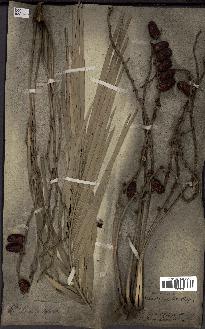 spécimen de Phoenix sylvestris