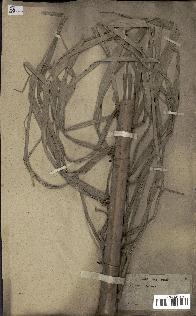 spécimen de Phoenix sylvestris