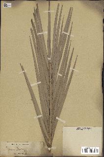 spécimen de Phoenix sylvestris