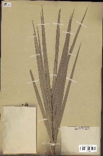 spécimen de Phoenix sylvestris