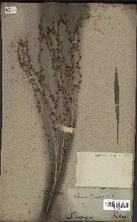 spécimen de Phoenix dactylifera