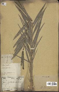 spécimen de Phoenix dactylifera