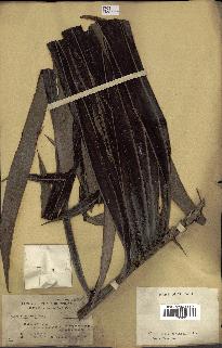 spécimen de Pinanga barnesii