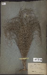 spécimen de Areca triandra