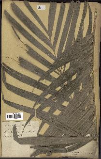 spécimen de Areca triandra