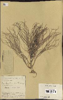spécimen de Areca triandra