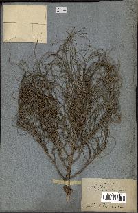 spécimen de Areca triandra