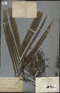 spécimen de Areca triandra