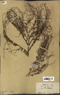 spécimen de Areca triandra