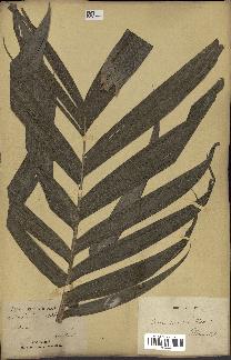 spécimen de Areca triandra