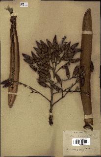 spécimen de Areca triandra
