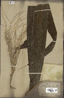 spécimen de Areca triandra