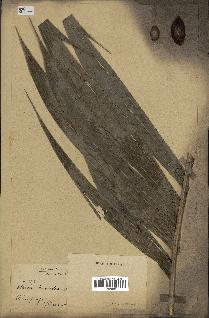 spécimen de Areca triandra