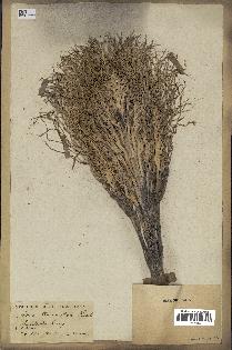 spécimen de Areca triandra