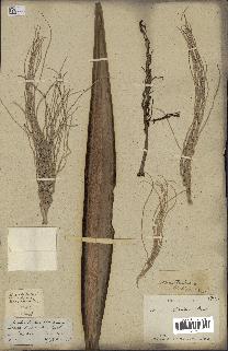 spécimen de Areca triandra