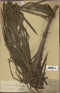 spécimen de Calamus viminalis