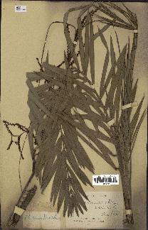 spécimen de Calamus viminalis