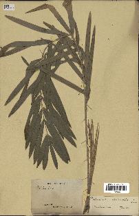 spécimen de Calamus viminalis