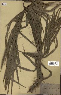 spécimen de Calamus viminalis
