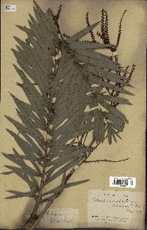 spécimen de Calamus viminalis