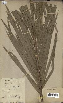 spécimen de Calamus viminalis