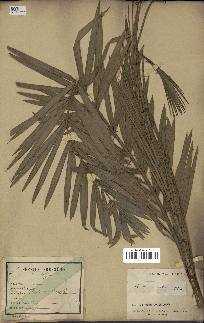 spécimen de Calamus viminalis