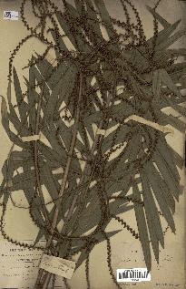 spécimen de Calamus viminalis