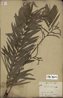 spécimen de Calamus viminalis