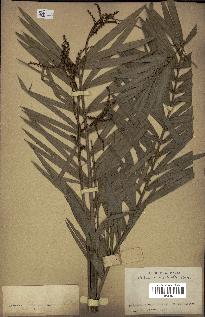 spécimen de Calamus viminalis