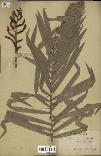 spécimen de Calamus viminalis