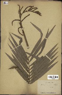spécimen de Calamus viminalis