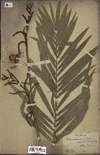 spécimen de Calamus viminalis