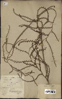 spécimen de Calamus viminalis