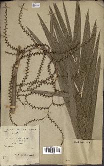 spécimen de Calamus viminalis