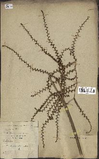 spécimen de Calamus viminalis