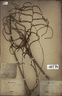 spécimen de Calamus viminalis