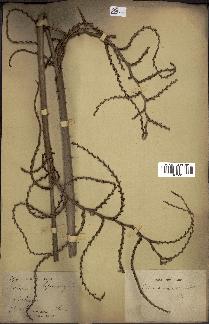 spécimen de Calamus viminalis