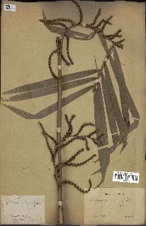 spécimen de Calamus viminalis